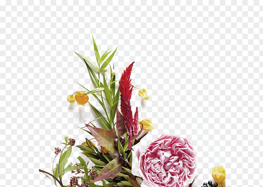 Flower Plants Paper Photography Petal PNG