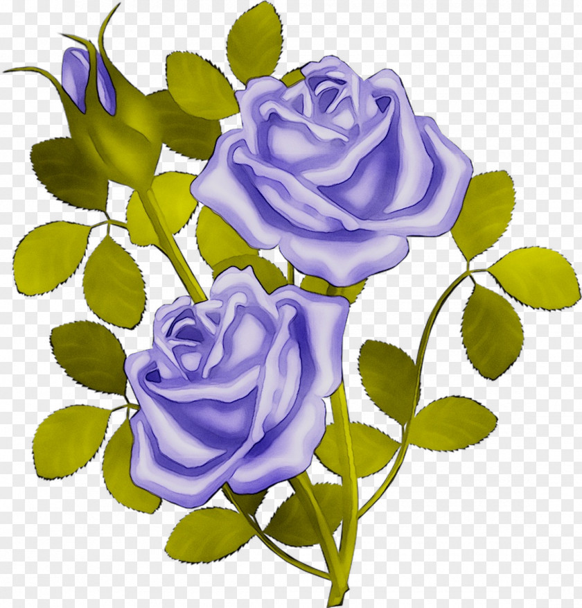 Garden Roses Blue Rose Cabbage Floral Design Cut Flowers PNG