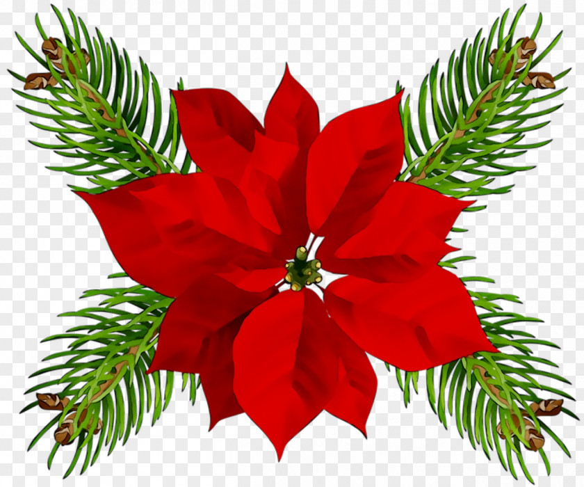 Poinsettia Christmas Day Ornament Eve PNG