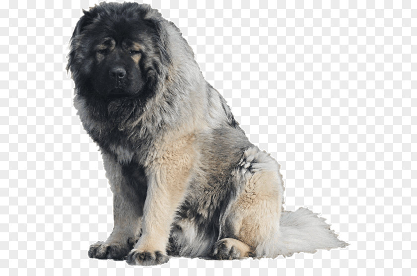 Caucasian Shepherd Dog Estrela Mountain Sarplaninac Breed German PNG