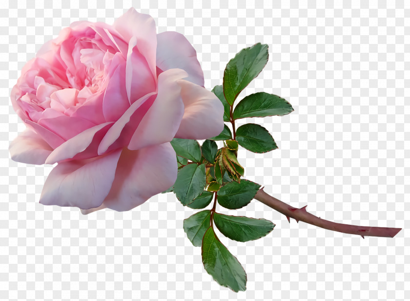 Garden Roses PNG