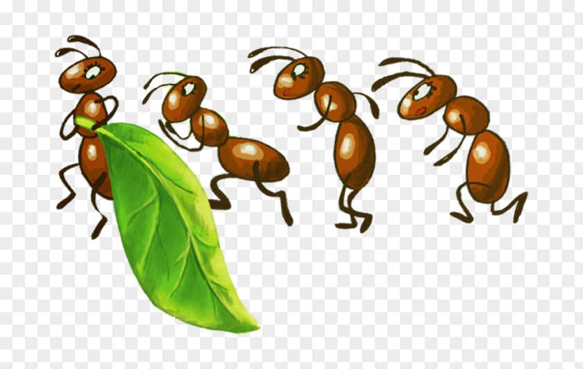 Insect Army Ant Colony Fire PNG
