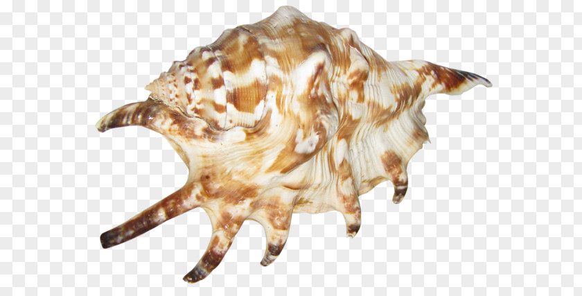 Seashell PNG clipart PNG