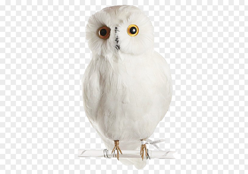 Snowy Owl Bird Clip Art PNG