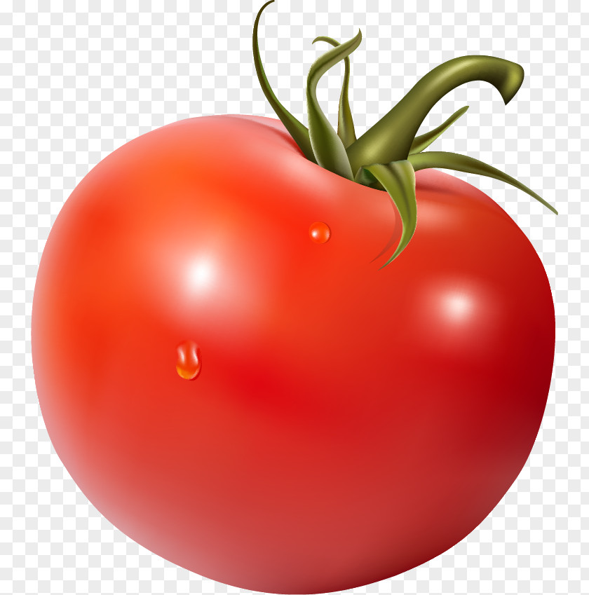 Tomato Clip Art Image Illustration Vector Graphics PNG