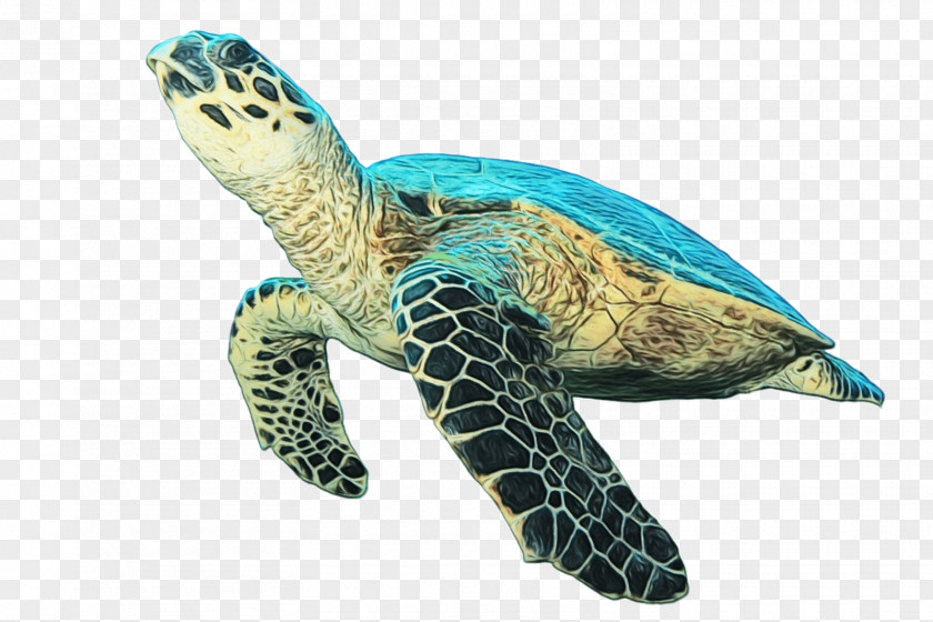 Tortoise Reptile Sea Turtle Hawksbill Olive Ridley Green PNG