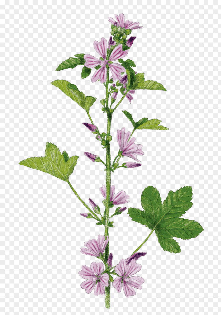 Violet Mallow Hyssopus Catnips Subshrub PNG