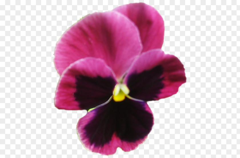 Violet Pansy Moth Orchids Close-up PNG