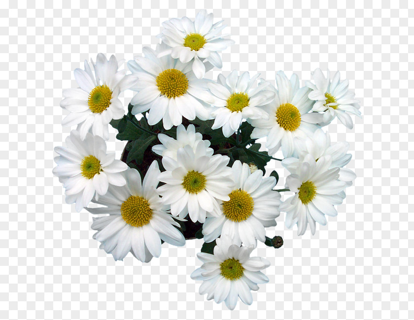 Albert Camus Common Daisy Marguerite Oxeye Chrysanthemum Roman Chamomile PNG