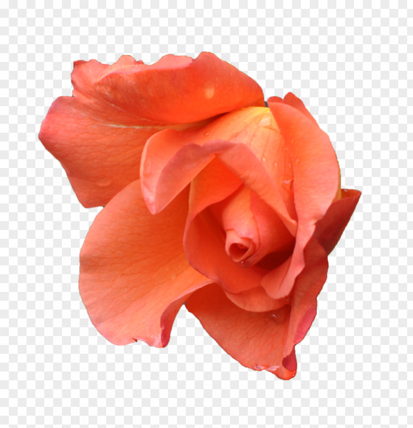 Apricot Centifolia Roses Orange Pink Flower Peach PNG