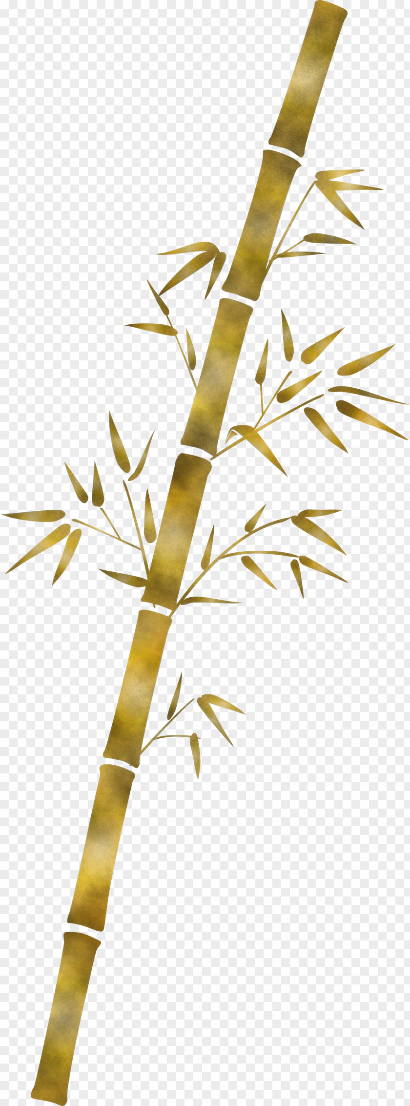 Bamboo Leaf PNG