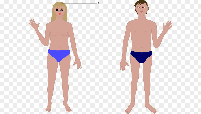 Human Body Cartoon Woman Anatomy Clip Art PNG