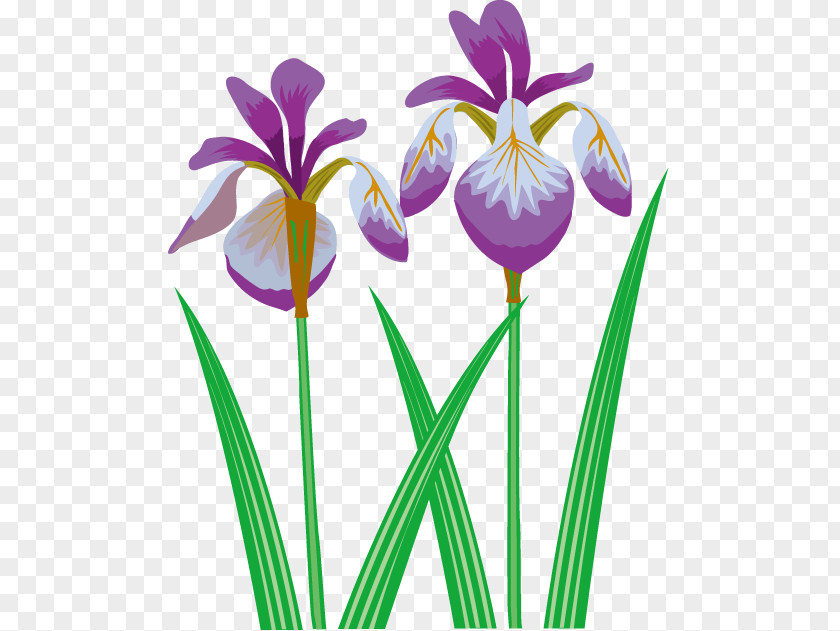 Irises Iris Ensata Var. Sanguinea Clip Art Illustration PNG