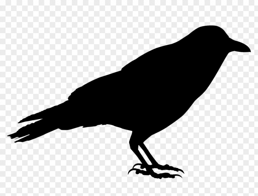 New Caledonian Crow Blackbird Bird Silhouette PNG