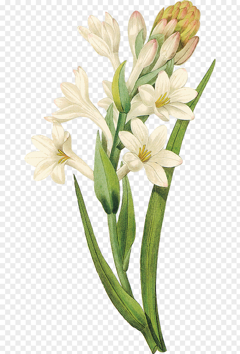 Tuberose Botanical Illustration Art Stock Photography PNG