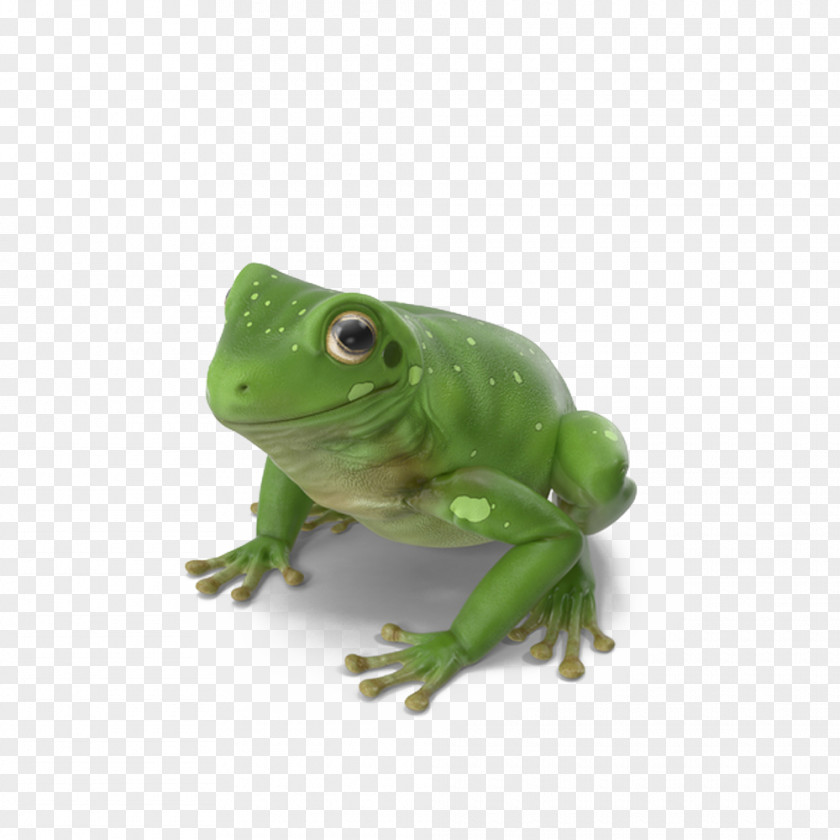 Australian Green Tree Frog True PNG