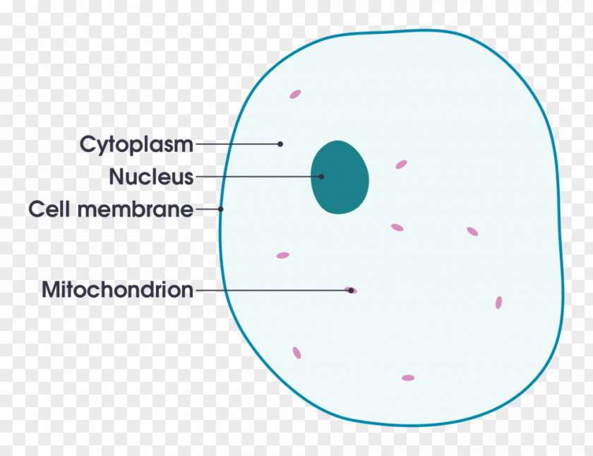 Cell Cèl·lula Animal Organism Diagram PNG