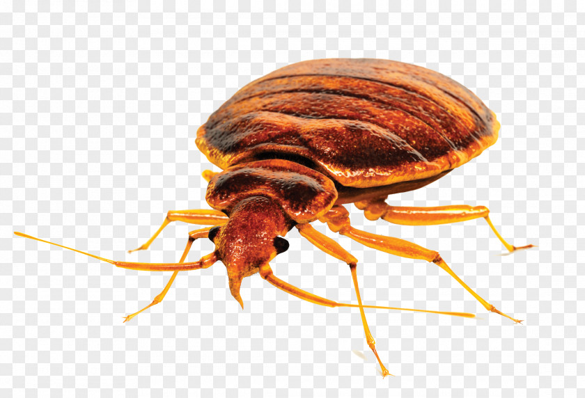 Flea Insect Bed Bug Control Techniques Pest Bite PNG