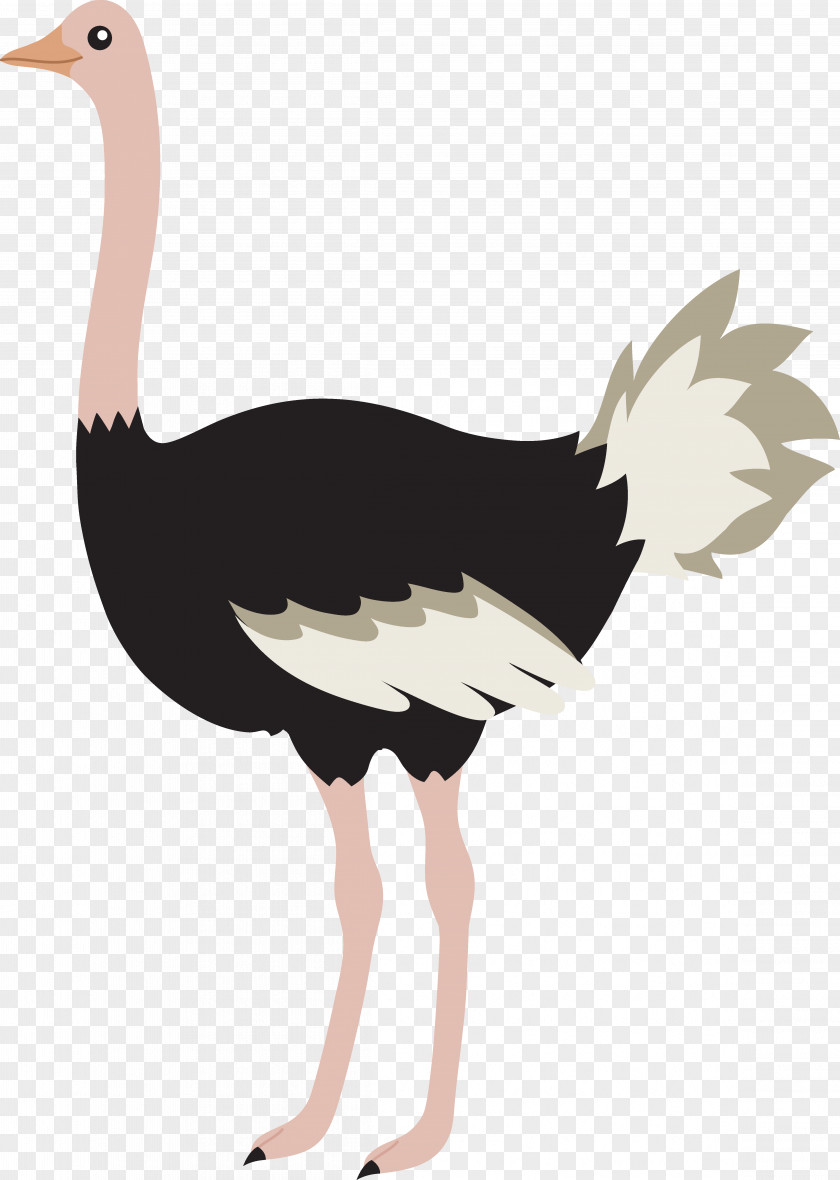 Ostrich Cliparts Common Bird T-shirt Sticker Clip Art PNG