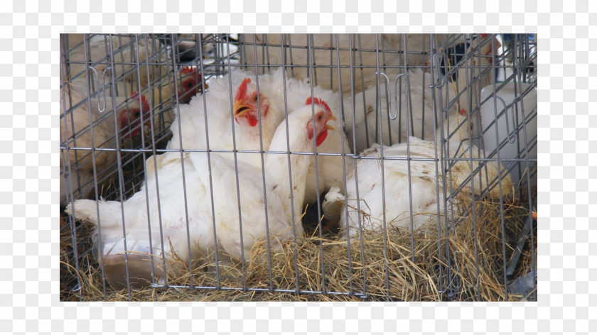 Avian Veterinarian Rooster Fauna Beak Chicken As Food PNG