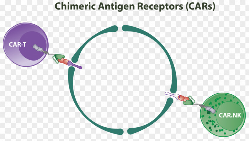 Chimera Chimeric Antigen Receptor Natural Killer Cell T PNG