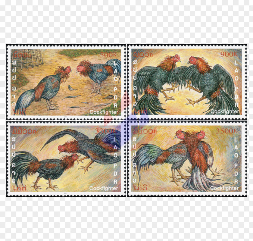 COCK FIGHT Livestock Fauna Wildlife PNG