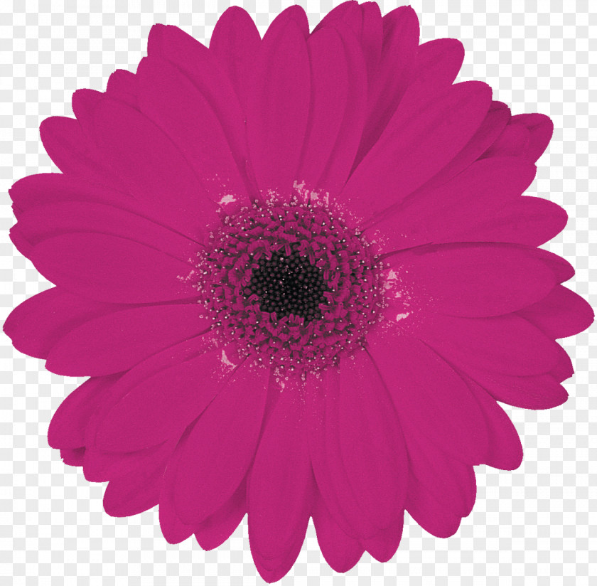 Gerbera Transvaal Daisy Flower Bouquet Red Common PNG