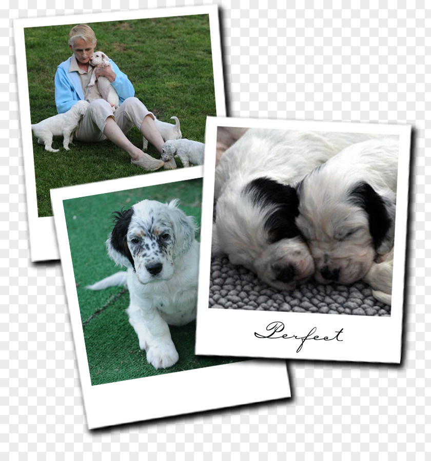 Puppy Dog Breed English Setter Companion PNG