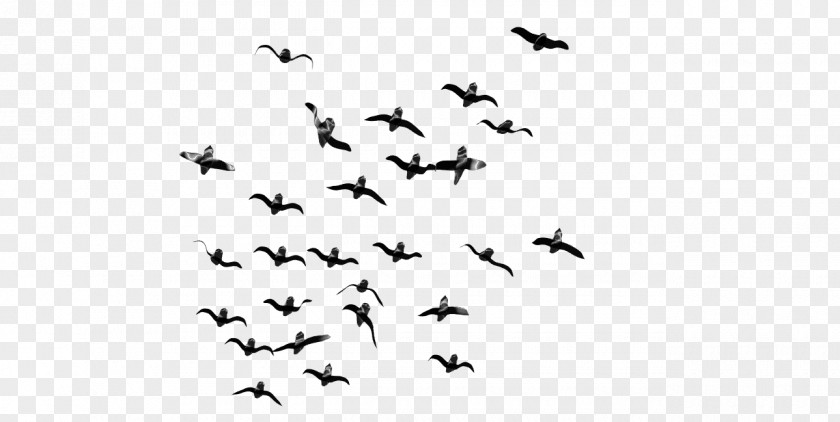 Bird Flight Flock PNG