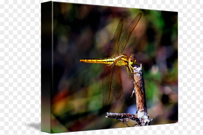 Dragonfly Net-winged Insects Damselflies Photography PNG
