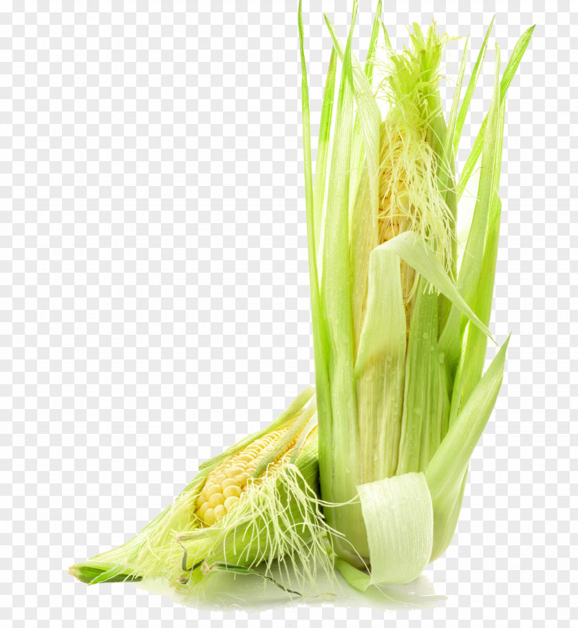 Fresh Corn Waxy On The Cob Kernel Vegetable PNG