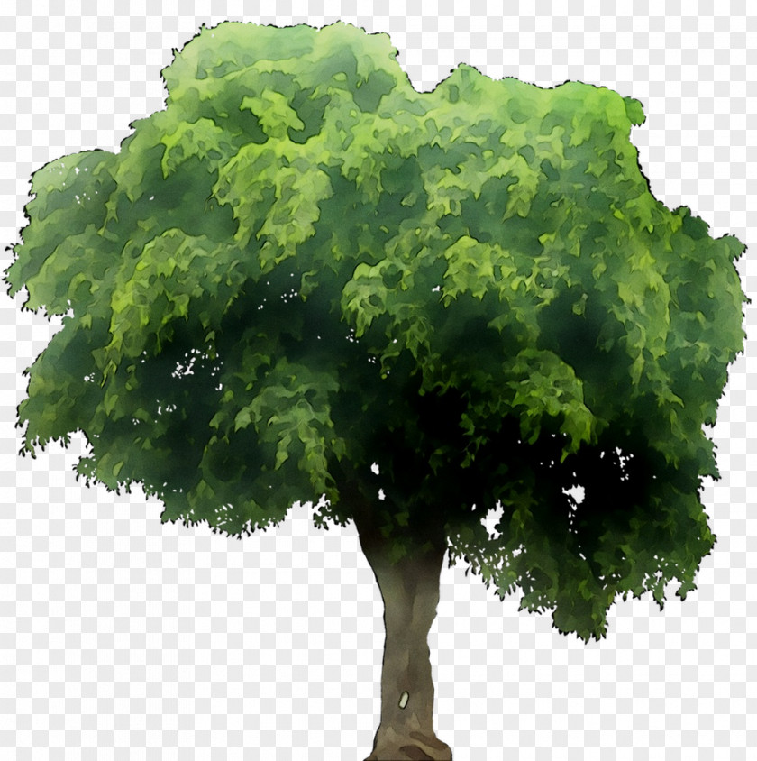Greens Tree PNG