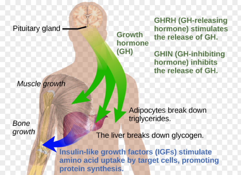 Growth Hormone Deficiency Hormone–releasing Sermorelin PNG