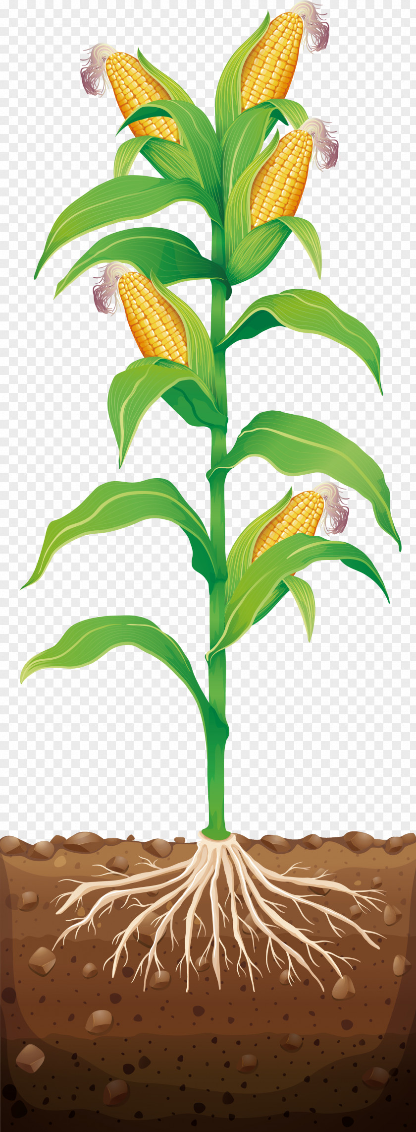 Sweet Corn On The Cob Maize Illustration PNG