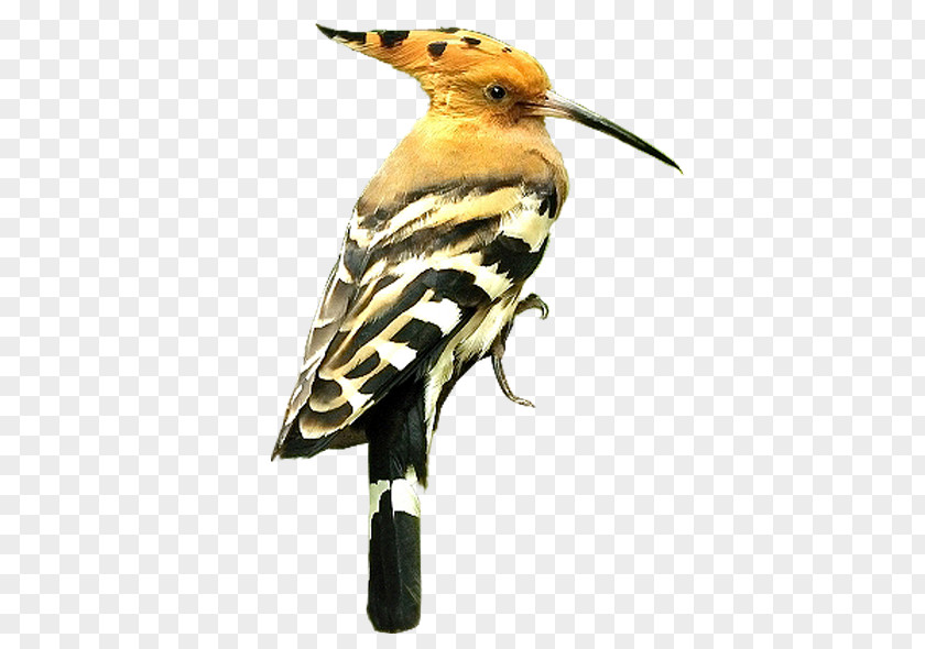 Bird Beak Eurasian Hoopoe Finches Bee-eater PNG