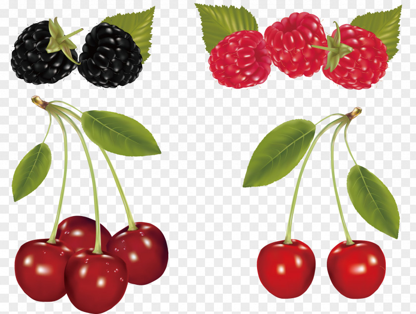 Cherry And Mulberry Fruit Clip Art PNG