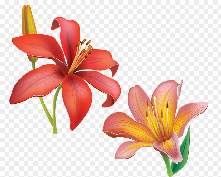 Cut Flowers Petal Daylily Lily M PNG