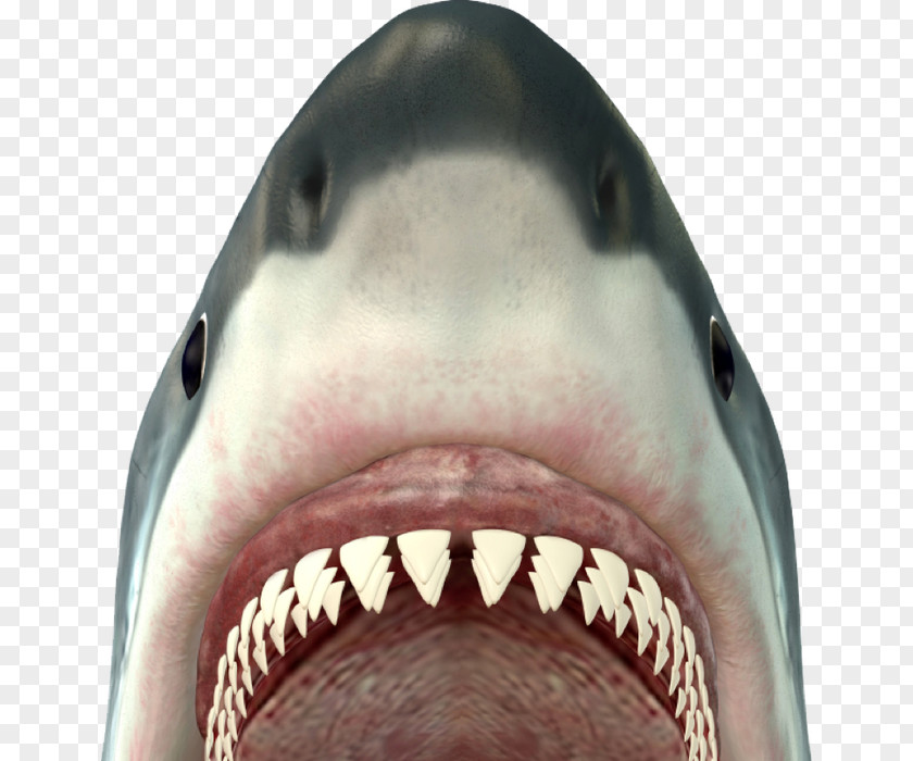 Jaws Stock Photography Grammar PNG