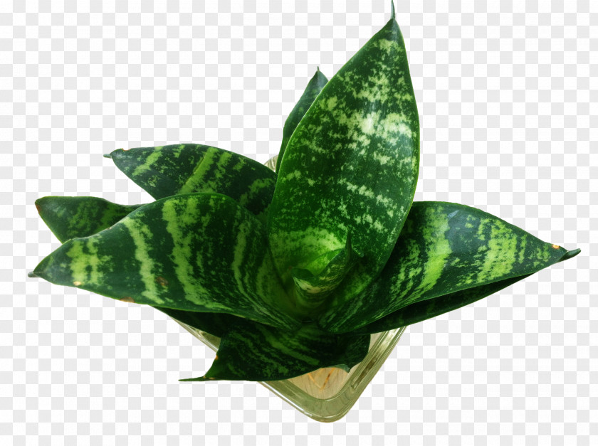 Tiger Picin Potted Piu010dxedn Sansevieria Leaf Plant PNG