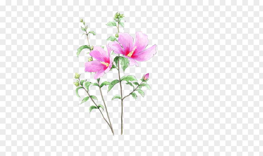 Flower Cut Flowers Drawing PNG