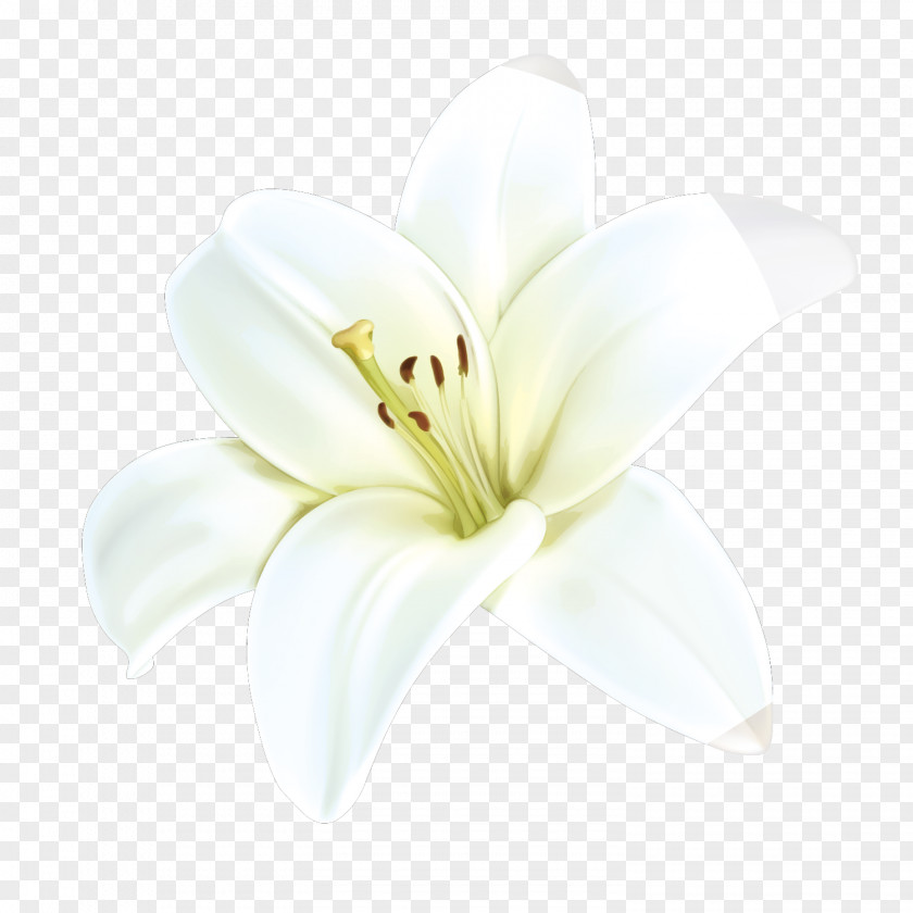 Hand-painted Lily Decoration White Petal Cut Flowers PNG