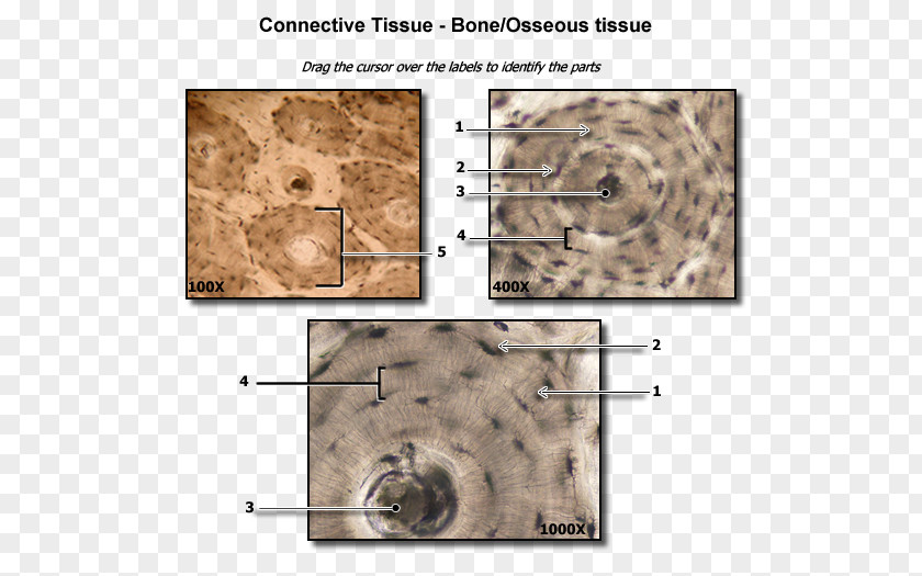 Human Bones Dense Connective Tissue Bone Anatomy PNG