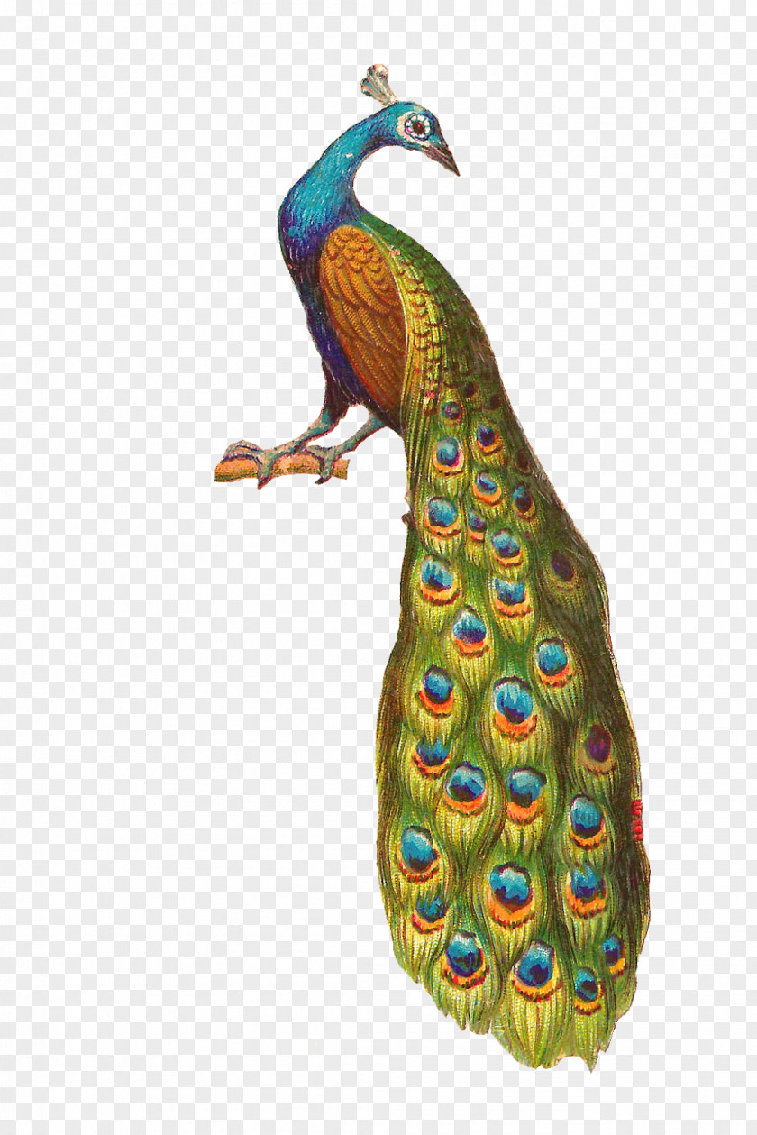 Peacock Bird Peafowl Clip Art PNG