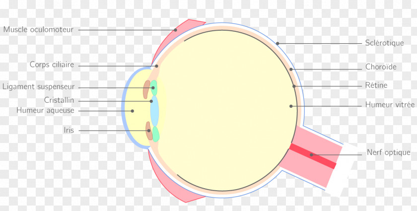 Quest Eye Line Material PNG