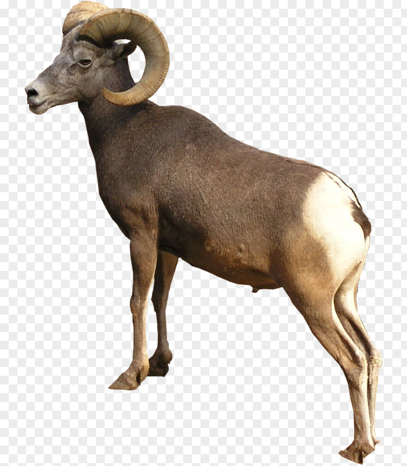 Sheep PNG