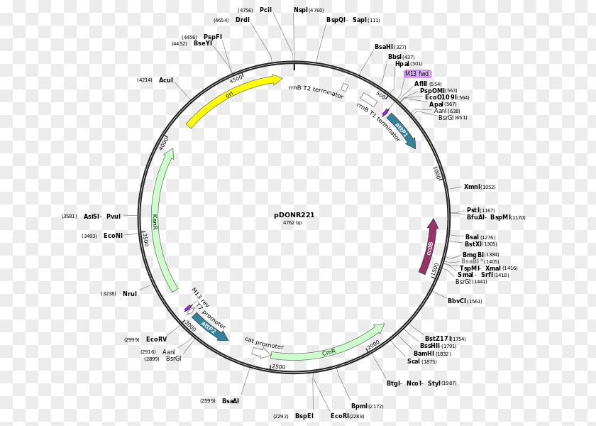 Vector Plasmid Restriction Map Enzyme Multiple Cloning Site PNG