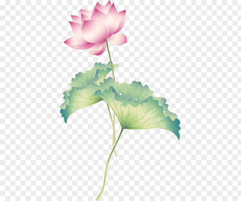 Beautiful And Elegant Lotus Decoration Drawing Nelumbo Nucifera Royalty-free Illustration PNG