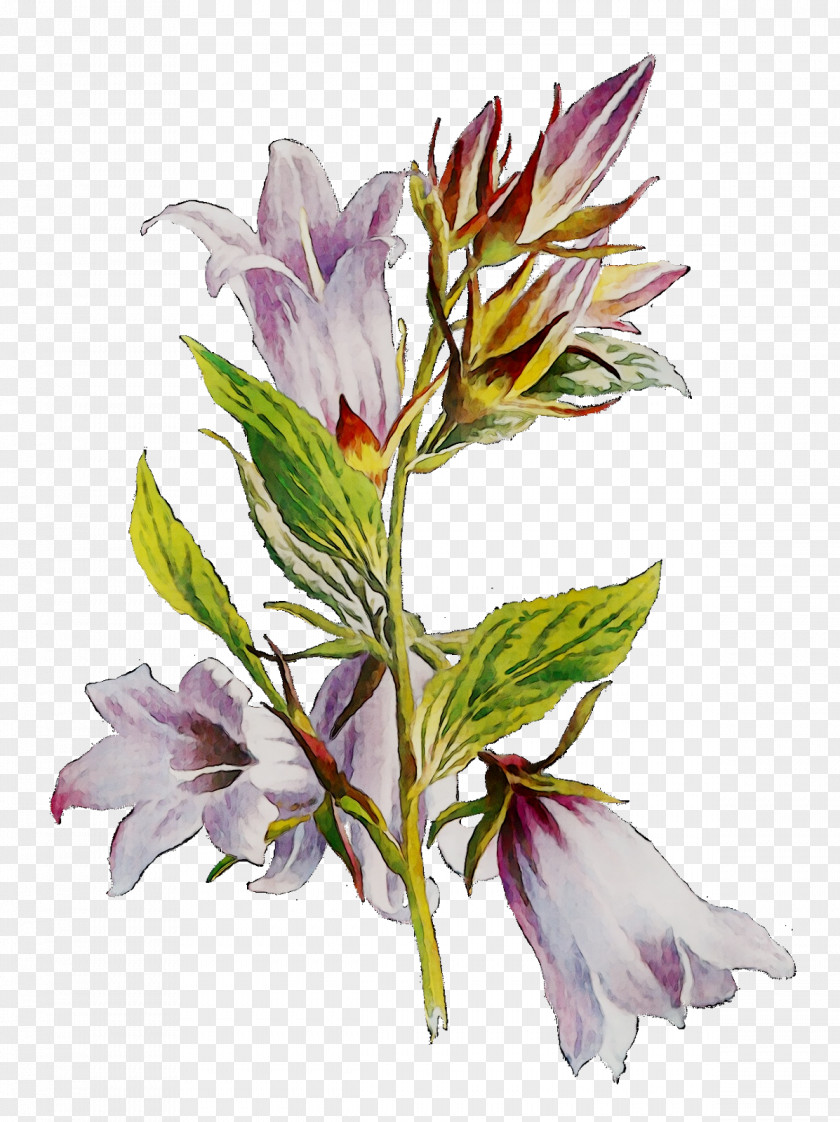 Lily Of The Incas Cut Flowers Plant Stem Plants PNG