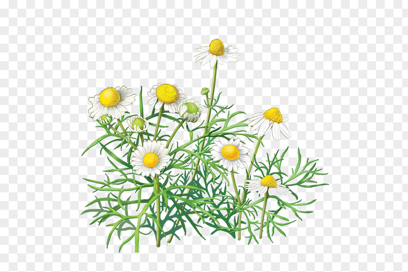 Camomile Image Chamomile Flower PNG