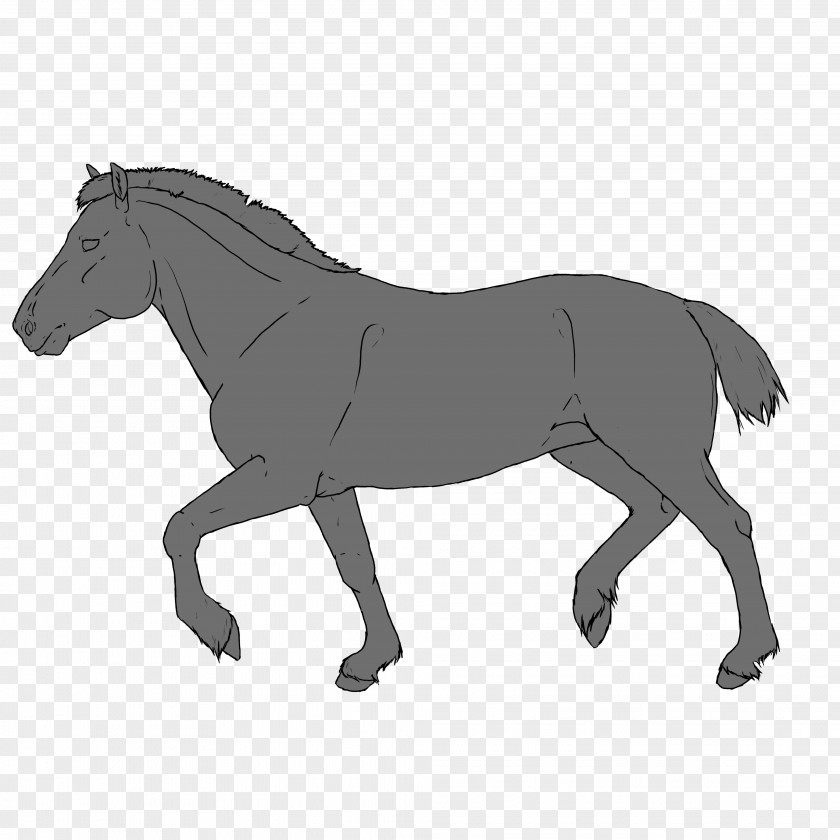 Donkey Mule Foal Pony Stallion PNG